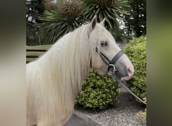 Irish Cob, Hongre, 6 Ans, 138 cm