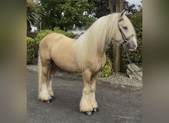 Irish Cob, Hongre, 6 Ans, 138 cm