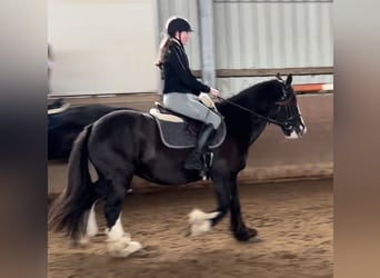 Irish Cob, Jument, 11 Ans, 147 cm, Noir