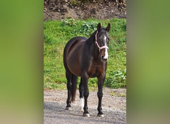 Irish Cob, Jument, 13 Ans, 156 cm, Bai brun foncé