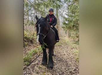 Irish Cob, Jument, 14 Ans, 134 cm, Noir