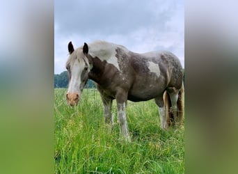 Irish Cob, Jument, 16 Ans, 135 cm, Pinto