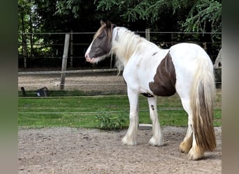 Irish Cob, Jument, 5 Ans, 150 cm, Tobiano-toutes couleurs