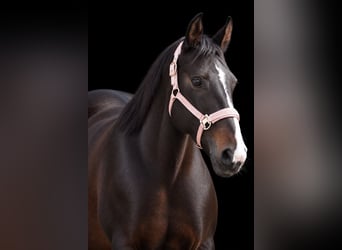 Irish Cob, Klacz, 13 lat, 156 cm, Skarogniada
