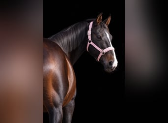 Irish Cob, Klacz, 13 lat, 156 cm, Skarogniada