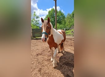 Irish Cob, Klacz, 21 lat, 153 cm, Tobiano wszelkich maści