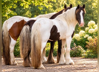 Irish Cob, Klacz, 5 lat, 150 cm, Tobiano wszelkich maści