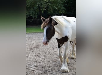 Irish Cob, Klacz, 5 lat, 150 cm, Tobiano wszelkich maści