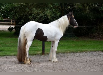 Irish Cob, Klacz, 5 lat, 150 cm, Tobiano wszelkich maści
