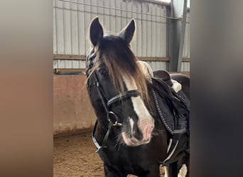 Irish Cob, Mare, 11 years, 14.1 hh, Black