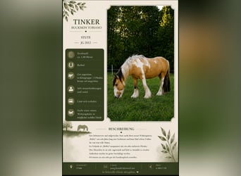 Irish Cob, Mare, 14 years, 14.2 hh, Buckskin