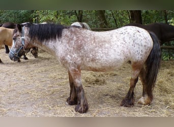 Irish Cob, Mare, 18 years, 12.2 hh, Leopard-Piebald