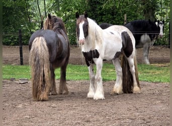 Irish Cob, Mare, 5 years, 14.2 hh, Tobiano-all-colors