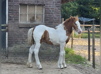 Irish Cob, Mare, Foal (05/2026), 14.2 hh, Tobiano-all-colors