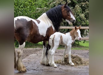 Irish Cob, Mare, Foal (05/2026), 14.2 hh, Tobiano-all-colors