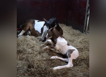 Irish Cob, Mare, Foal (05/2026), 14.2 hh, Tobiano-all-colors