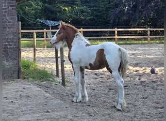 Irish Cob, Mare, Foal (05/2026), 14.2 hh, Tobiano-all-colors