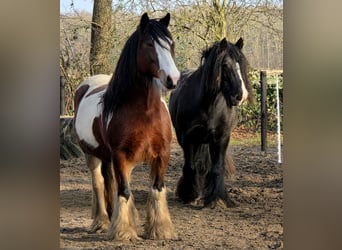 Irish Cob, Mare, Foal (05/2026), 14.2 hh, Tobiano-all-colors