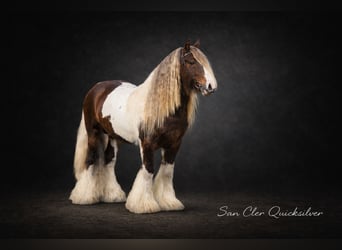 Irish Cob, Mare, Foal (05/2026), 14.2 hh, Tobiano-all-colors