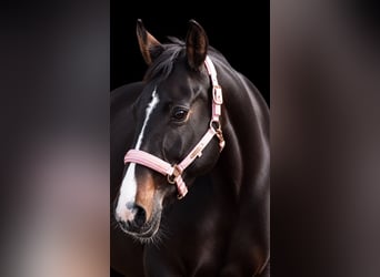 Irish Cob, Merrie, 13 Jaar, 156 cm, Zwartbruin