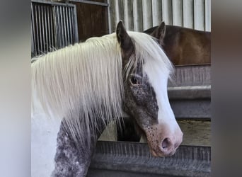 Irish Cob, Merrie, 16 Jaar, 135 cm, Gevlekt-paard