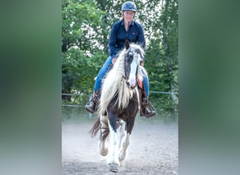 Irish Cob, Merrie, 16 Jaar, 151 cm, Gevlekt-paard