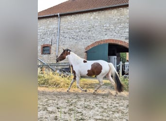 Irish Cob Mix, Merrie, 2 Jaar, 148 cm, Gevlekt-paard