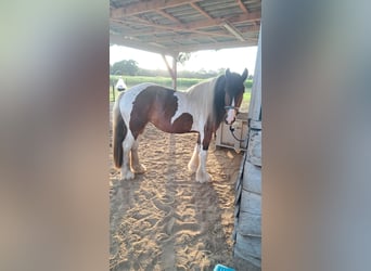 Irish Cob, Merrie, 3 Jaar, 150 cm, Tobiano-alle-kleuren