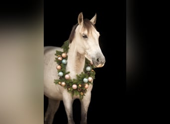 Irish Cob Mix, Merrie, 7 Jaar, 145 cm, Vliegenschimmel