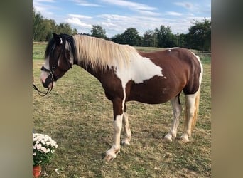 Irish Cob Mix, Merrie, 7 Jaar, 147 cm, Tobiano-alle-kleuren