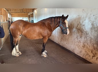Irish Cob, Merrie, Veulen (01/2026), 146 cm, Bruin