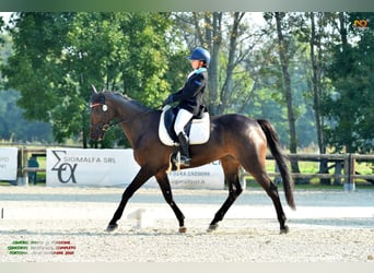 Irish Cob, Ruin, 11 Jaar, 168 cm, Donkerbruin
