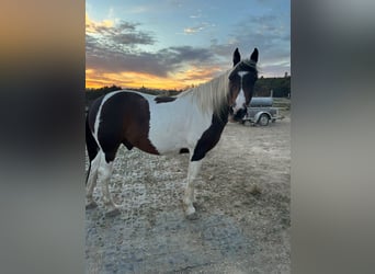 Irish Cob, Ruin, 14 Jaar, 158 cm, Gevlekt-paard
