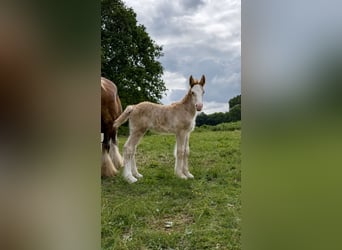 Irish Cob, Ruin, 1 Jaar, 165 cm, Zwartbruin