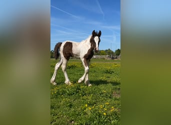 Irish Cob, Ruin, 1 Jaar, 165 cm, Zwartbruin
