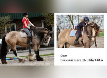 Irish Cob, Ruin, 1 Jaar, 165 cm, Zwartbruin
