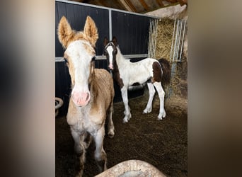 Irish Cob, Ruin, 1 Jaar, 165 cm, Zwartbruin