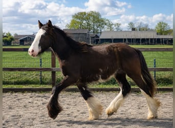 Irish Cob, Ruin, 1 Jaar, 165 cm, Zwartbruin