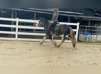 Irish Cob, Ruin, 4 Jaar, 148 cm, Roan-Blue