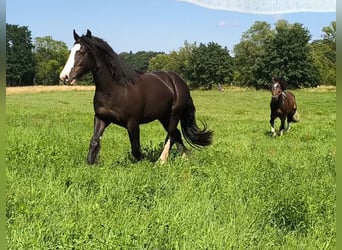 Irish Cob, Ruin, 4 Jaar, 153 cm, Zwart