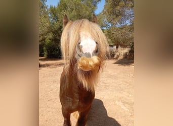 Irish Cob, Semental, 9 años, 146 cm, Castaño claro