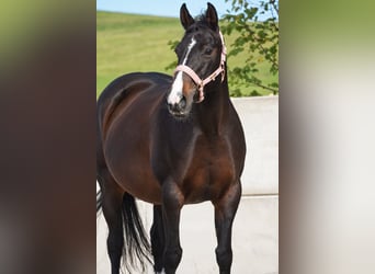 Irish Cob, Stute, 13 Jahre, 156 cm, Schwarzbrauner
