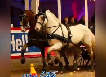 Irish Cob, Stute, 14 Jahre, 157 cm, Schimmel
