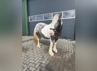 Irish Cob, Stute, 16 Jahre, 135 cm, Schecke