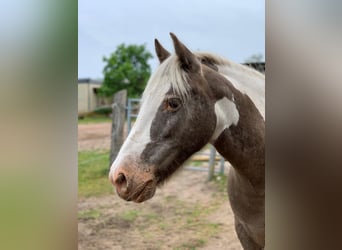 Irish Cob, Stute, 16 Jahre, 135 cm, Schecke