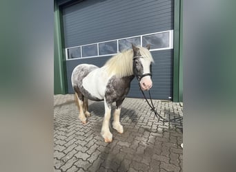 Irish Cob, Stute, 16 Jahre, 135 cm, Schecke