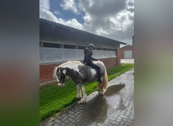 Irish Cob, Stute, 16 Jahre, 135 cm, Schecke