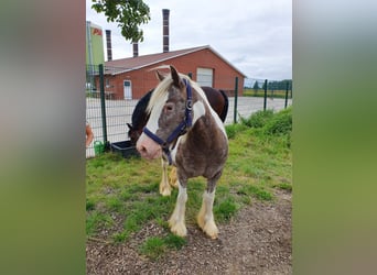 Irish Cob, Stute, 16 Jahre, 135 cm, Schecke
