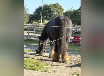 Irish Cob, Stute, 17 Jahre, 138 cm, Rappe