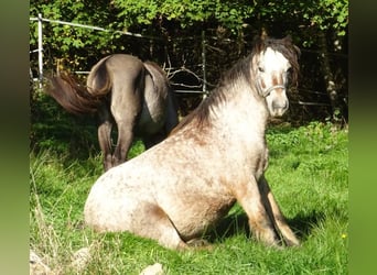 Irish Cob, Stute, 18 Jahre, 128 cm, Tigerschecke